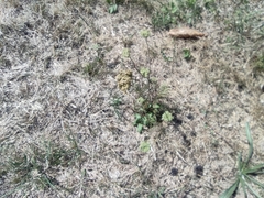 Daucus carota