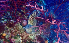 Muraena helena
