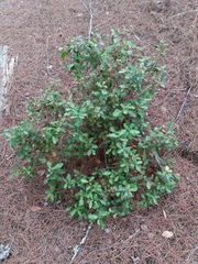 Quercus coccifera