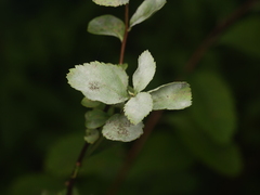 Podosphaera spiraeae