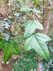 Passiflora suberosa