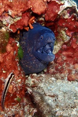 Muraena helena