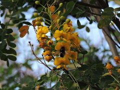Xylocopa tabaniformis parkinsoniae