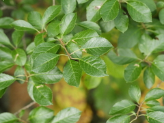 Ilex verticillata
