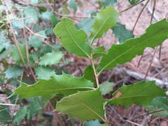 Quercus coccifera