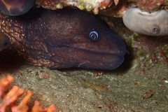 Muraena helena