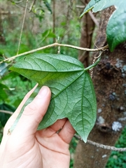 Passiflora suberosa