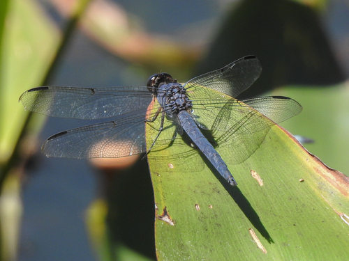Slaty Skimmer photo 5