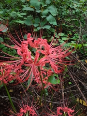 Lycoris radiata