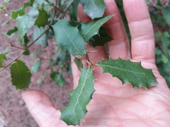 Quercus coccifera