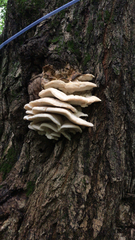 Climacodon septentrionalis