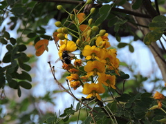 Xylocopa tabaniformis parkinsoniae
