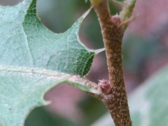 Quercus coccifera