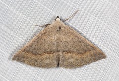 Nearcha tristificata