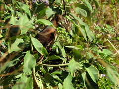 Macropygia phasianella