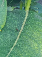 Formica pallidefulva