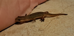 Lissotriton