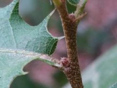 Quercus coccifera