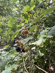 Rubus bifrons