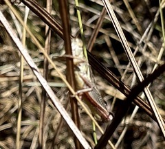 Melanoplini