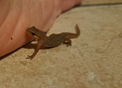 Lissotriton