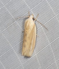 Earias huegeliana