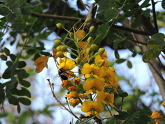 Xylocopa tabaniformis parkinsoniae