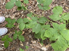 Rubus bifrons