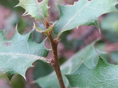 Quercus coccifera