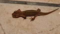 Lissotriton