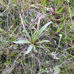 Cirsium horridulum