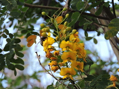 Xylocopa tabaniformis parkinsoniae