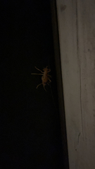 Camptonotus carolinensis