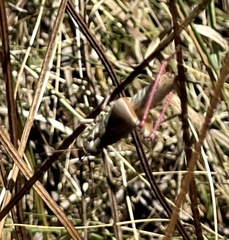 Melanoplini