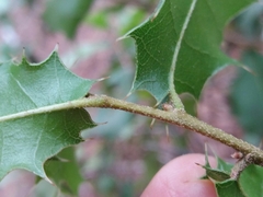 Quercus coccifera