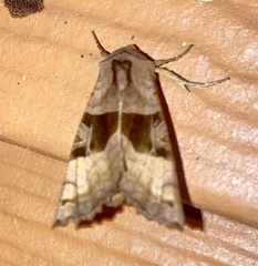 Phlogophora periculosa