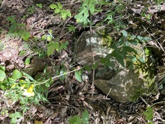 Aureolaria virginica