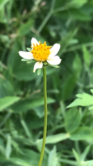Bidens pilosa