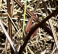 Melanoplini