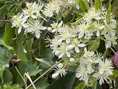 Clematis ligusticifolia