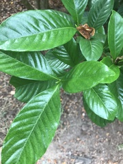 Gardenia jasminoides