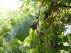 Vitis labrusca