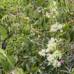 Clematis ligusticifolia