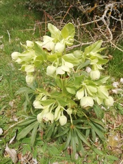 Helleborus foetidus