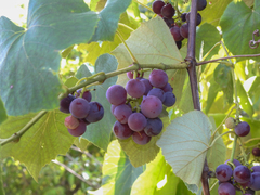 Vitis labrusca