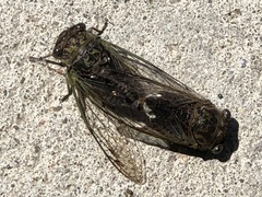 Neotibicen canicularis