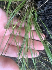 Juncus tenuis