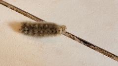 Halysidota