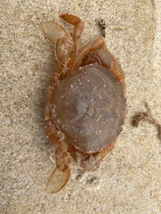 Polybius henslowii