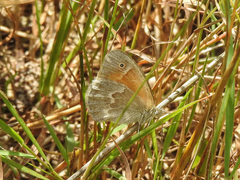 Coenonympha california